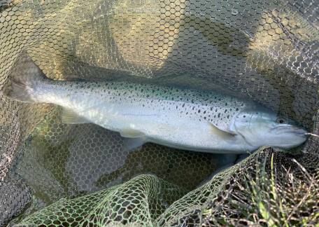 Bob Smith landed this fully finned 6-7lb Brownie using a size 16 Black Buzzer