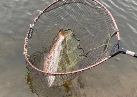 Gary Surtees with one of his nice Brownie's he landed using a White Cormorant