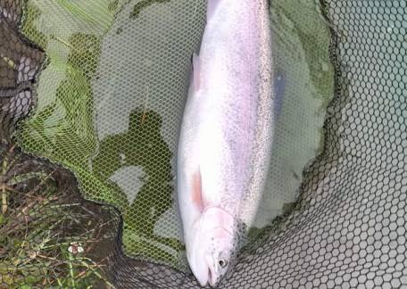 Nice fish for Rob Brown taken on a Wicked White Buzzer