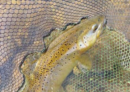 Nathan Bryant landed this stunning Brown Trout