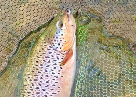 Matty Devine landed this magnificent Brown from Long Crag Lake