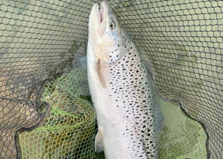 Bob Smith got a great fight from this Brownie 