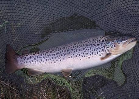 Ian Santos returned this Brown Trout to Coe Crag 