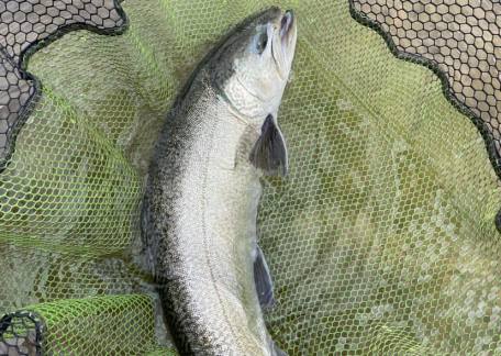 Steve Noble safely returned this nice tiger trout