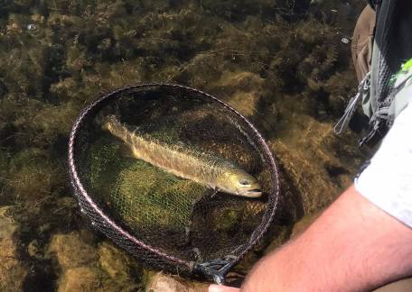 Dean Hedley landed this nice Tiger Trout