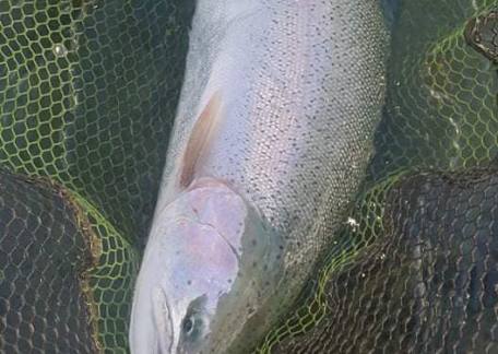Jordan Firby landed this nice double figured Rainbow