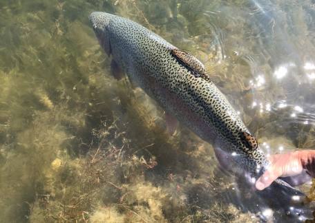 Ken Ward landed this cracking 16lb Rainbow from Long Crag