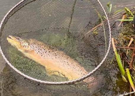 Gareth Beagarie landed this 12lb Brownie during the Puddle Pairs competition
