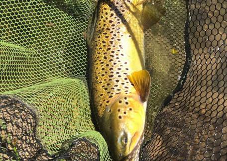 John Jervis landed this Brownie using a Black Hopper
