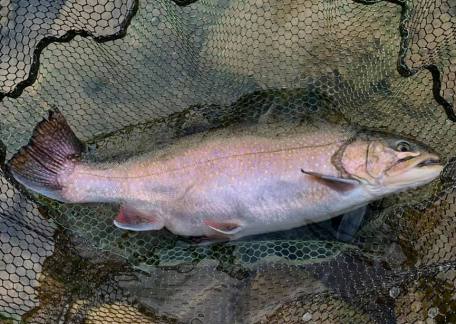 An illusive Thrunton Spartic Trout landed by Matty Devine 