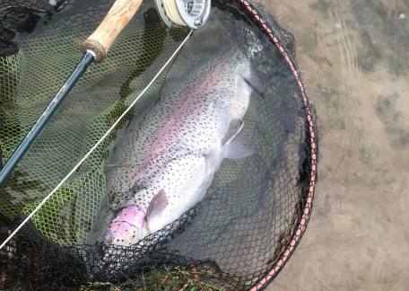 Ray O'Connor has success on a Bibio, landing this 9lb 1oz Rainbow 