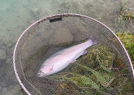 A nice 3lb Rainbow landed by Stu Hoyle 
