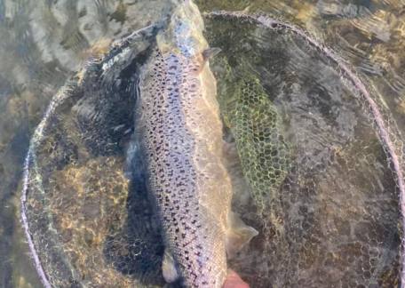 Tony Dunne landed this fully finned Brown using a Popper Hopper