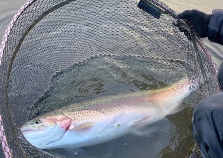 Jenson's 12lb Rainbow he landed on Saturday