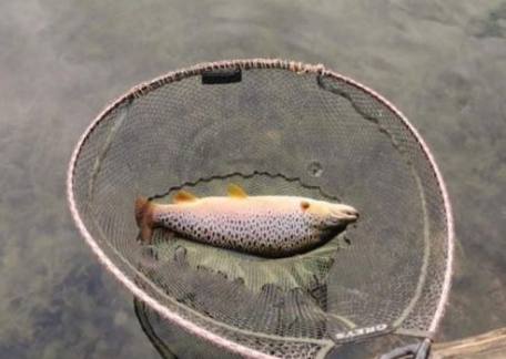 Cracking Brownie landed by Ken Glenton at the beginning of the week, taken on 'the assassin'