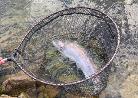 Grant Hughes landed this nice rainbow at just over 7lb using a Pearly PTN