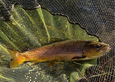 Tony Rowley landed this nice Brownie using a size 18 Black Beetle