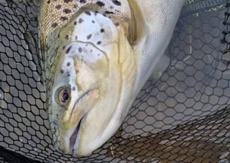 Stewart Younger's double figured Brownie