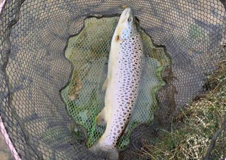 One of David Todd's 20 fish he landed using Dries and Buzzers