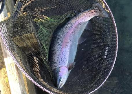 Alan Ostle landed this cracking 15lb Rainbow from Coe Crag Lake 