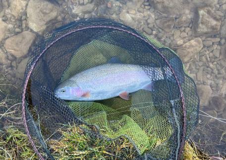 A nice 6-7lb Rainbow for Sean taken on a Gold Head Buzzer